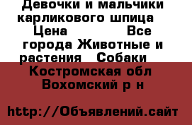 Девочки и мальчики карликового шпица  › Цена ­ 20 000 - Все города Животные и растения » Собаки   . Костромская обл.,Вохомский р-н